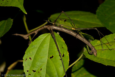 Stick-insect Grasshopper