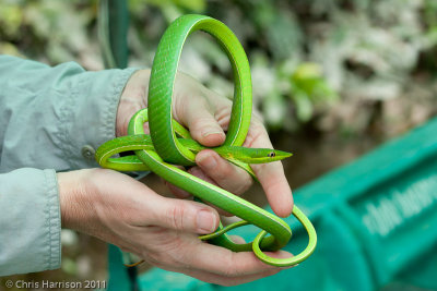 Oxybelis fulgidus