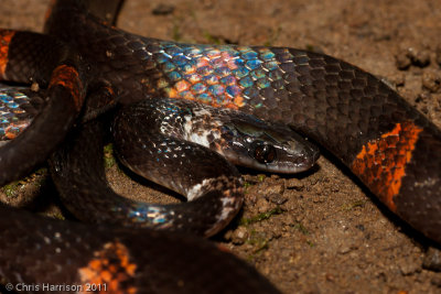 Oxyrhopus petolarius