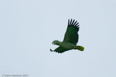 Mealy Parrot