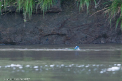 Blue-headed Parakeetdrowning