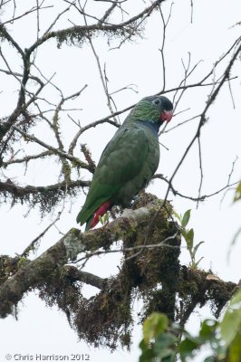 Red-billed Parrot
