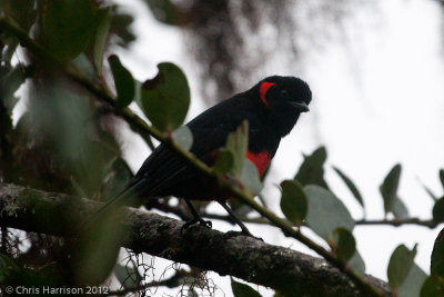 Scarlet-bellied Mountain-Tanager