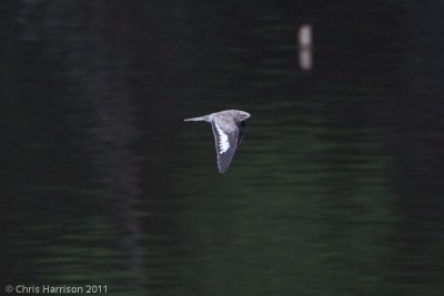 Sand-colored Nighthawk