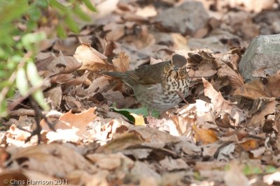 Swainson's Thrush