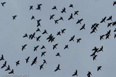 Mealy Parrots