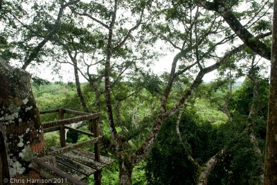 Canopy Towerat La Selva Lodge