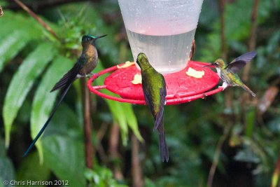 Violet-tailed Sylph andEmpress Brilliant