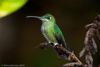 Green-crowned Brilliantfemale