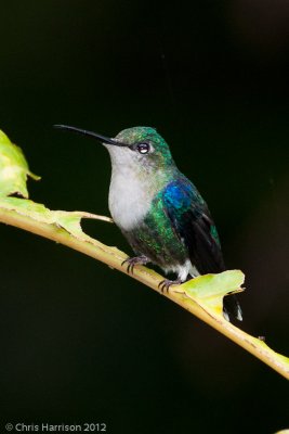 Green-crowned Woodnymph<br>female
