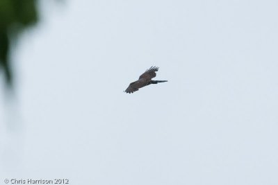 Forest Falcon sp.