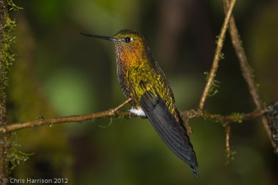 Golden-breasted Puffleg