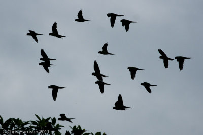 Dusky-headed Parakeets