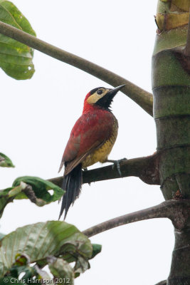 Crimson-mantled Woodpecker