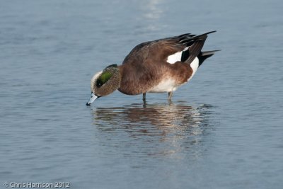 American Wigeon