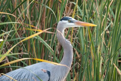 Great Blue Heron