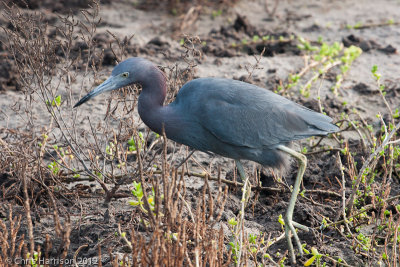 Little Blue Heron
