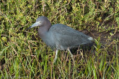 Little Blue Heron