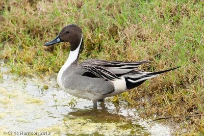 Northern Pintail