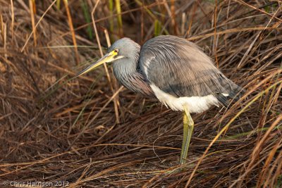 Tricolored Heron
