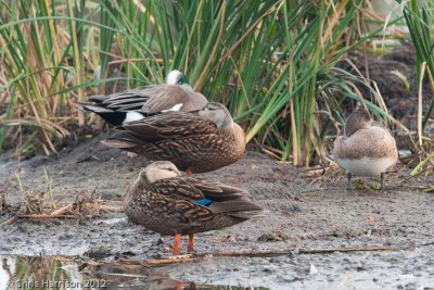 Motted Duck and American Wigeon