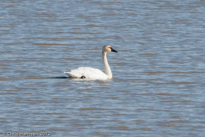 Tundra Swan