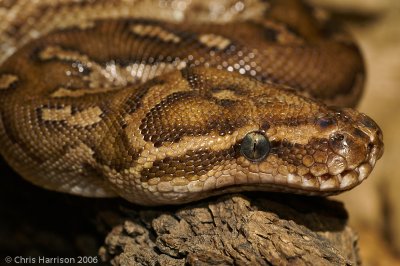 Python anchietaeAngolan Python