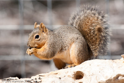 Fox SquirrelSciurus niger