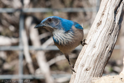 Western Scrub Jay