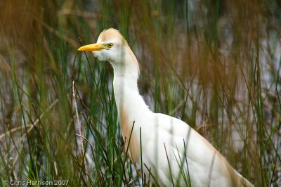 Cattle Egret