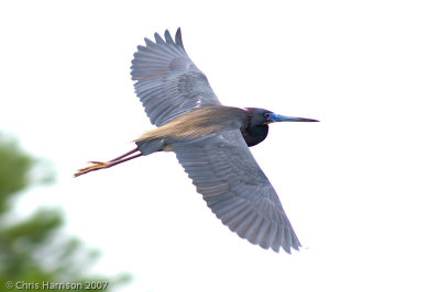Tricolored Heron