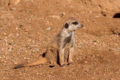 Slender-tailed MeerkatSuricatta suricatta