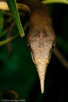 Langaha madagascarensisMalagasy Leaf-nosed Snake