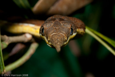 Langaha madagascarensisMalagasy Leaf-nosed Snake