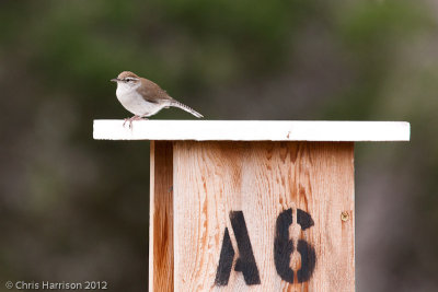 Bewick's Wren