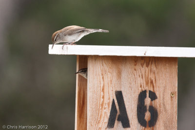 Bewick's Wren