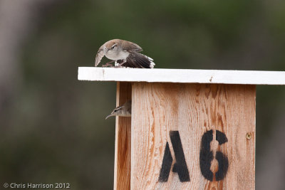 Bewick's Wren