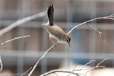 Bewick's Wren