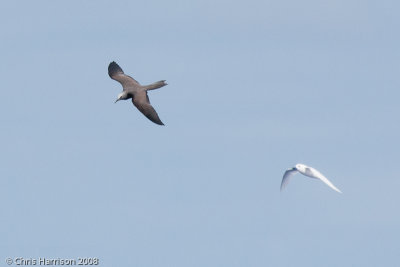 Brown Noddy and Fairy Tern
