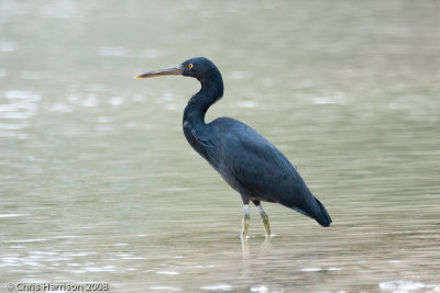 Pacific Reef-Heron