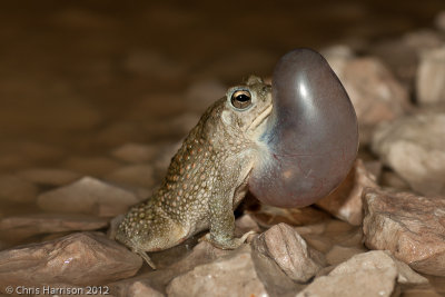 Anaxyrus speciosusTexas Toad