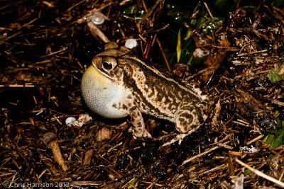 Incilius nebuliferGulf Coast Toad