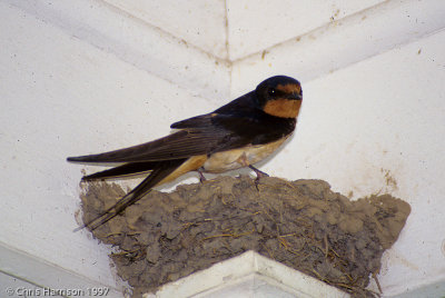 Barn Swallowon nest