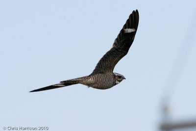 Common Nighthawk