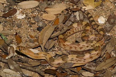 Pituophis deppeiMexican Gophersnake