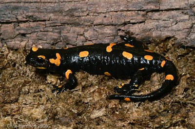 Salamandra salamandraFire Salamander