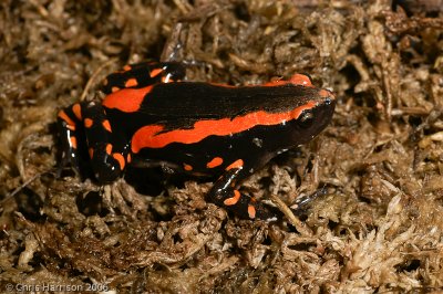 Phrynomantis bifasciatusRed-banded Rubber Frog