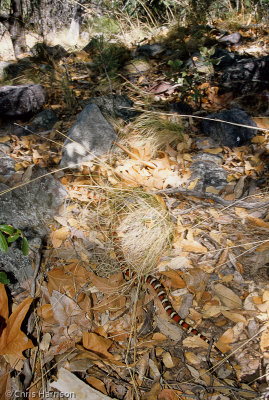 Lampropeltis pyromelanaArizona Mountain Kingsnakein situ