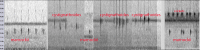 Eleutherodactylus marnockii vs. cystignathoides spectra