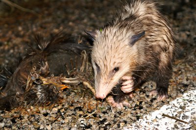 Virginia OpossumDidelphis virginianuseating a roadkilledPorcupine